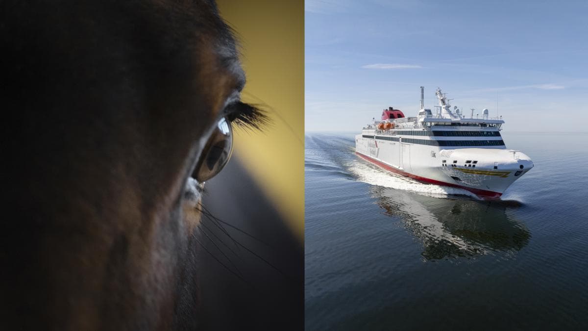 Häst svårt skadad under färjeresa till Gotland