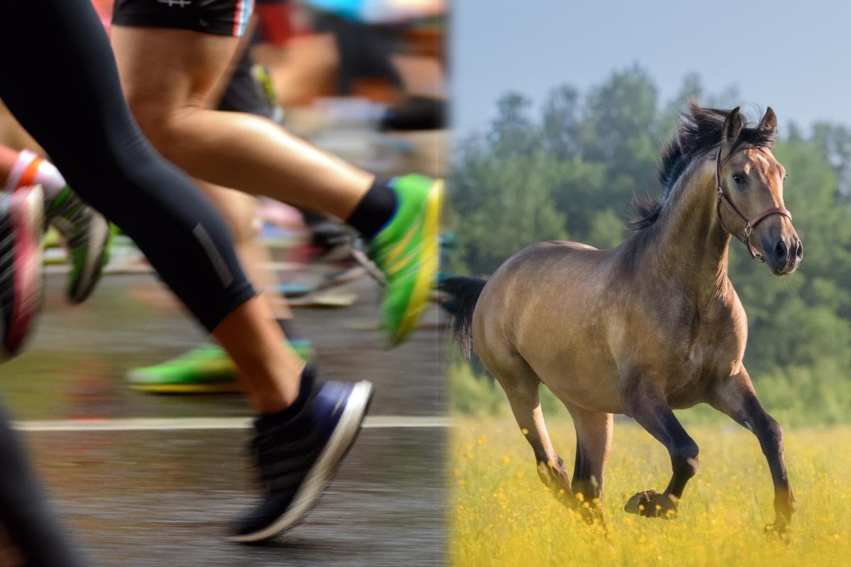Löpare skadad efter kollision med häst under Lidingöloppet