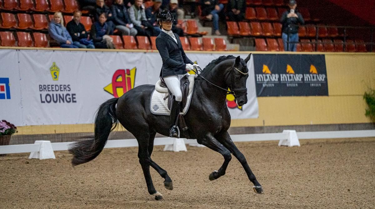 Här är de fyraåriga dressyrhästarna till testridning