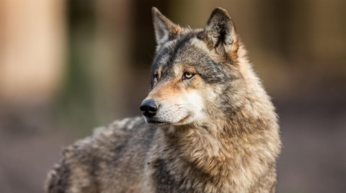 Shetlandsponny skadad – nu beslutas om skyddsjakt på varg
