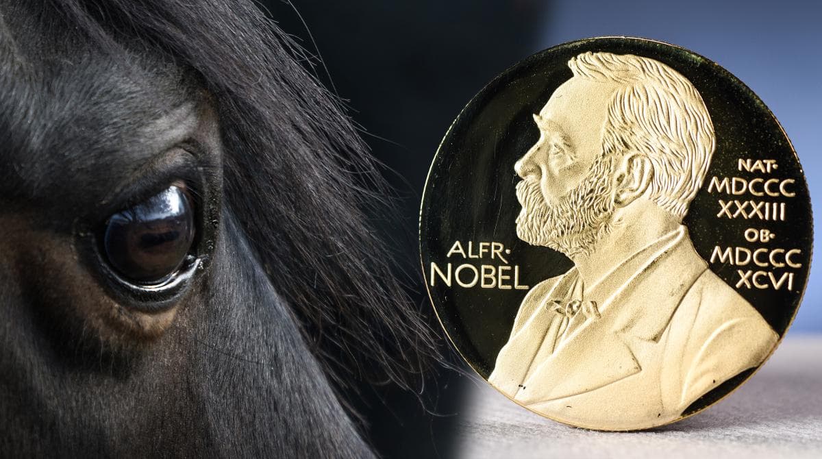 Nobels hästar avgjorde var han hade sitt hem