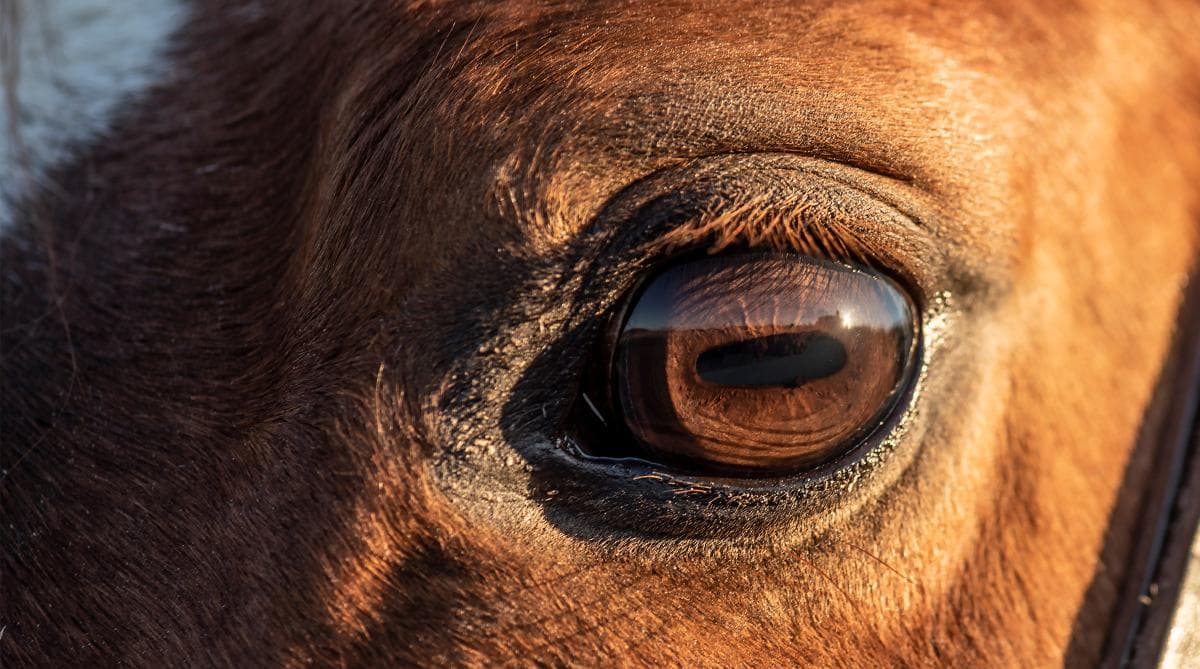 Hundattacken satte spår hos hästen