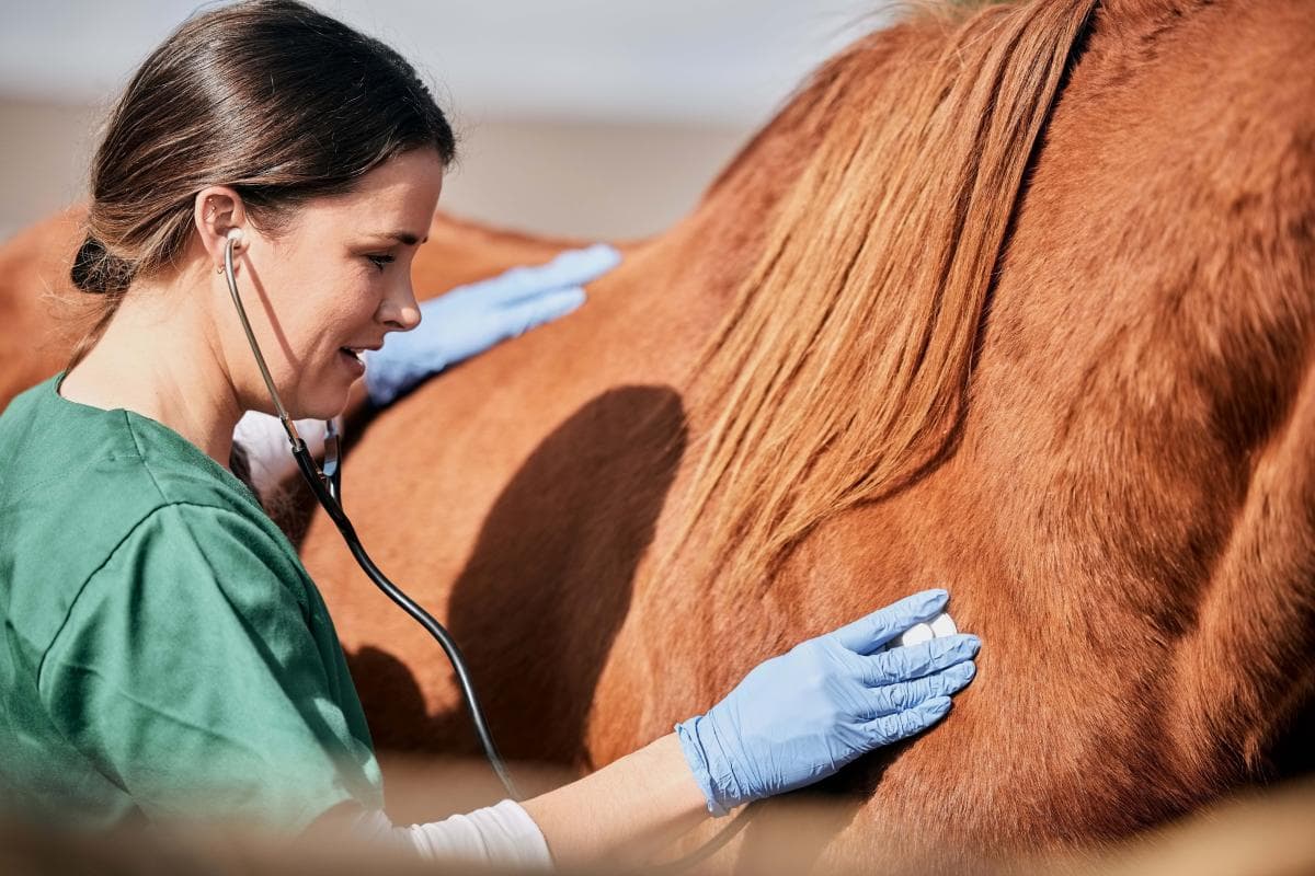 Ny undersökning – stora skillnader i hästveterinärers syn på yrket