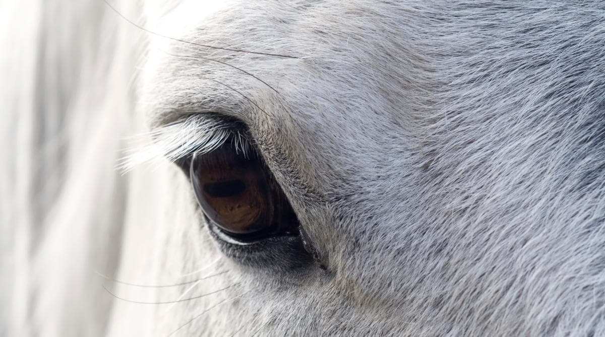Djurägaren förhörd efter fyndet av död ponny