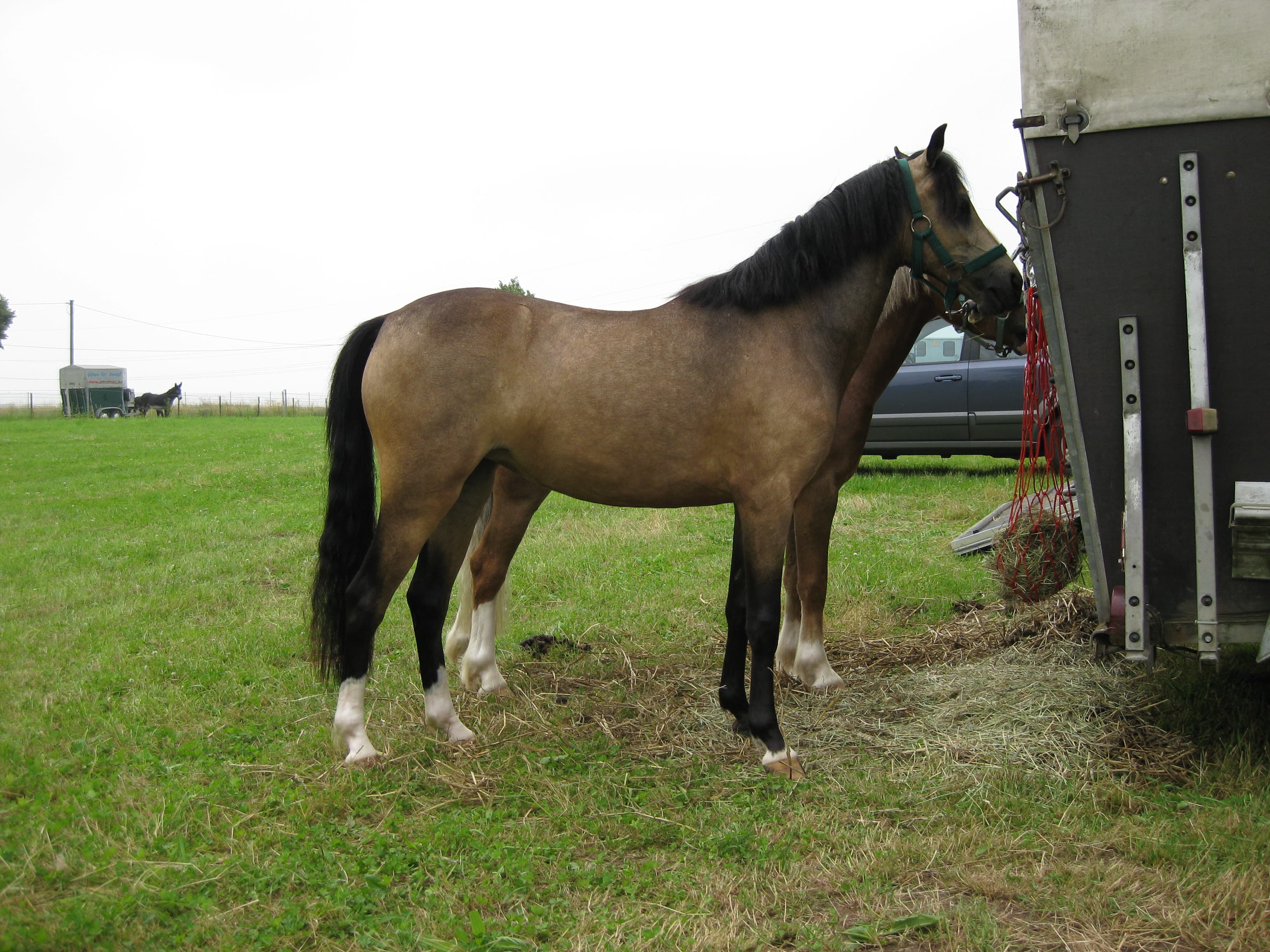 Welshponny