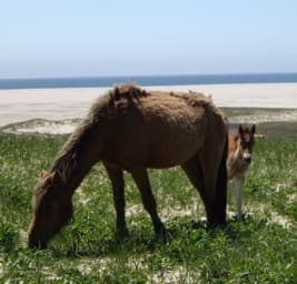Sable Islandponny