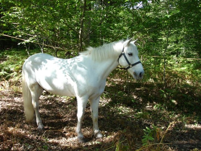 Camarguehäst