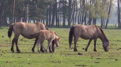 Dülmenponny