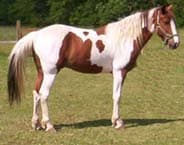 Missouri fox trotter