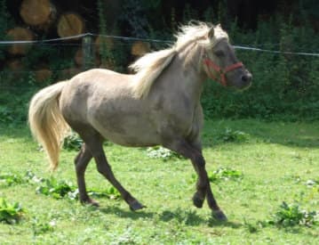 Tysk shetlandsponny