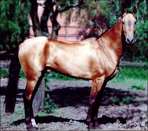 Achaltekeer