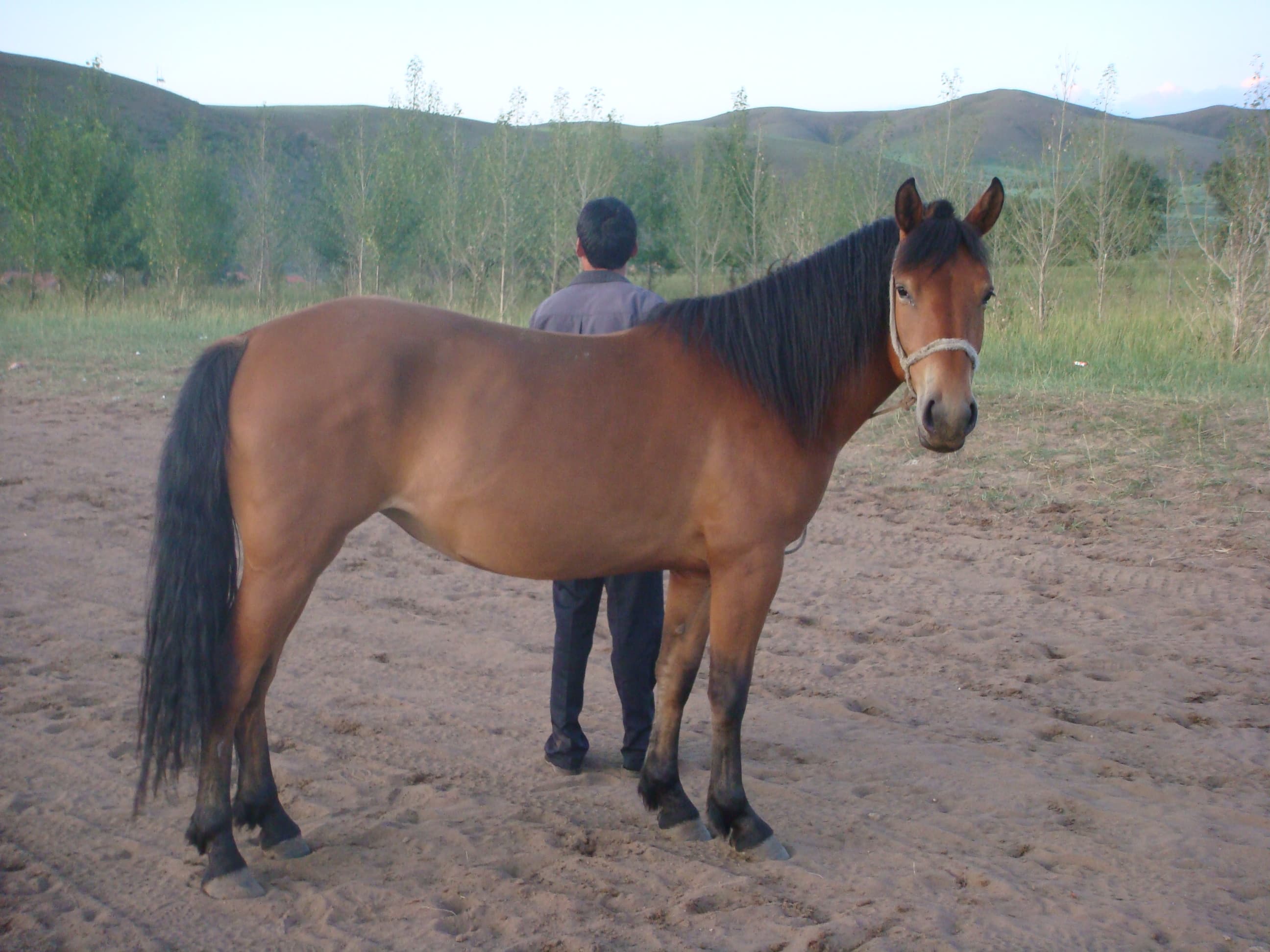 Mongolisk ponny