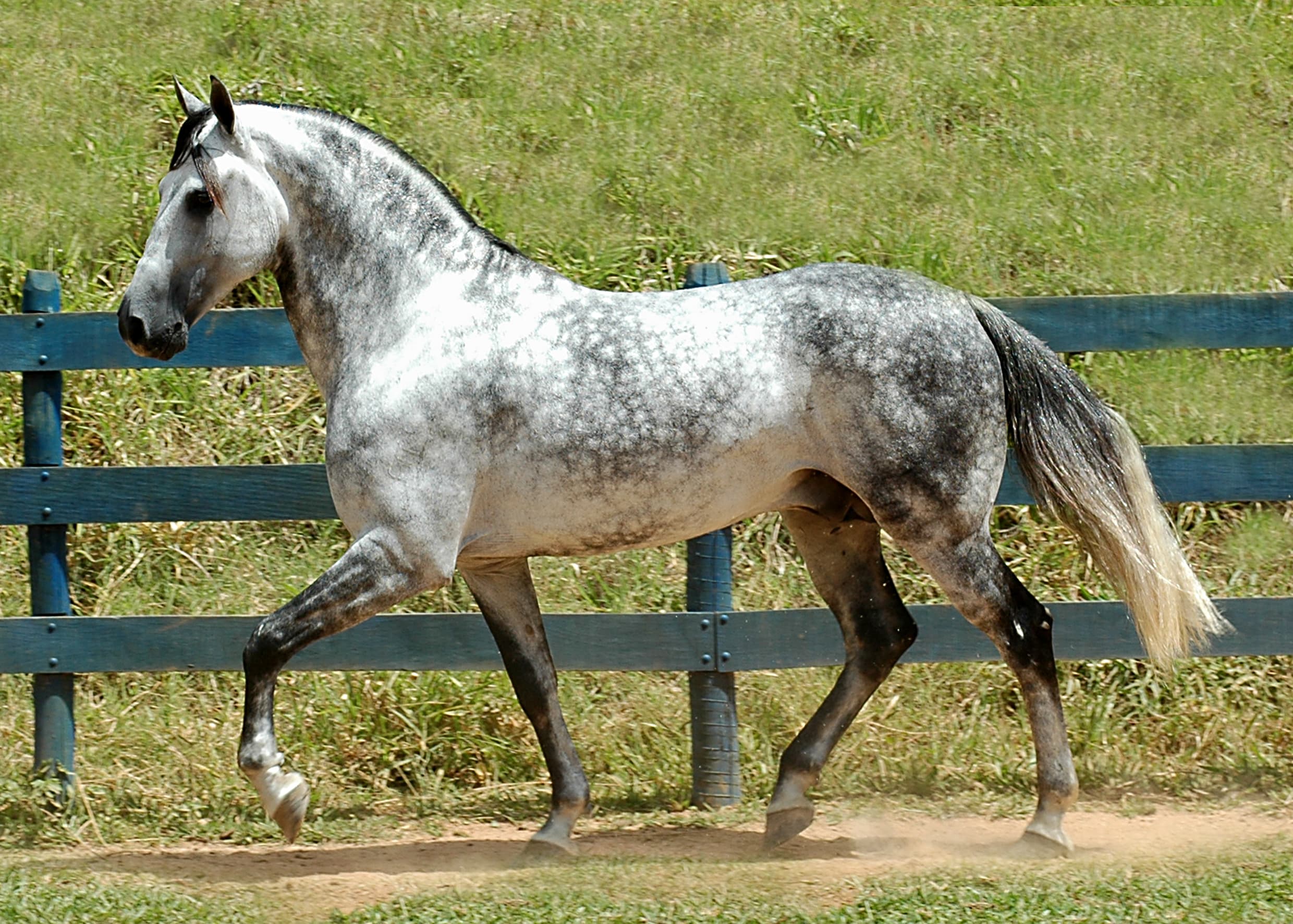 Mangalarga marchador