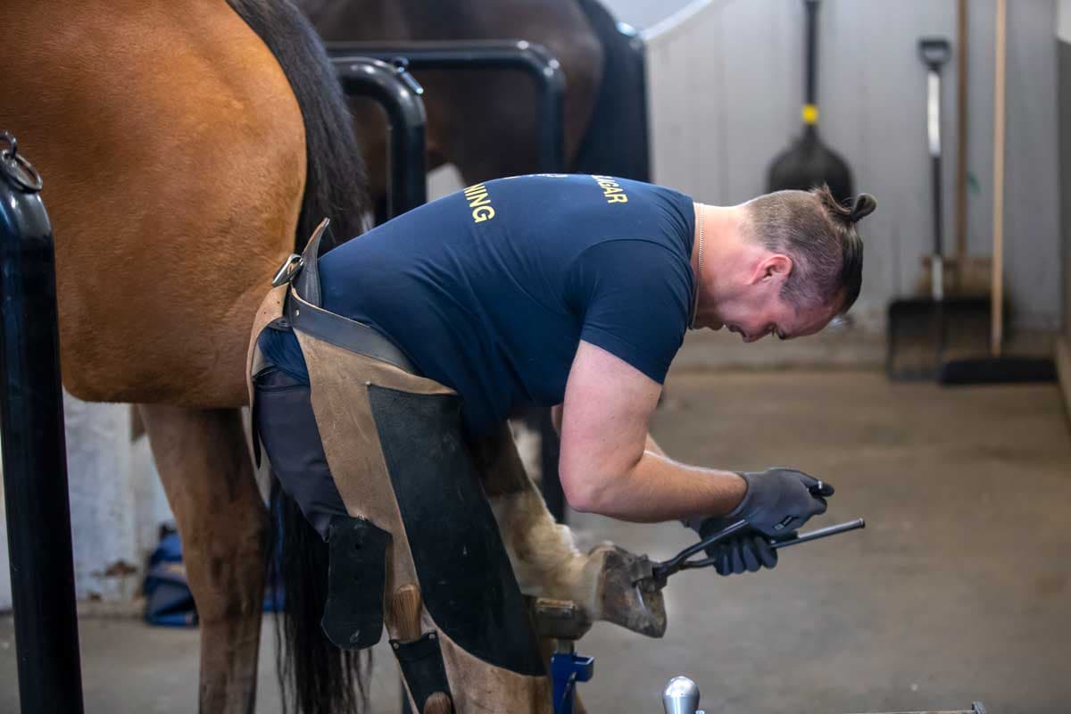 Ny kompletterande kurs i hovslageri – för dig som vill bli godkänd hovslagare